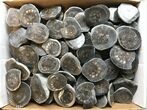 Clearance Lot: Polished Ammonites (Dactylioceras) Fossils - Pieces #215464-1
